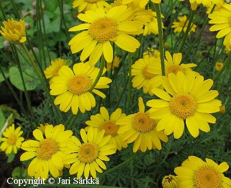  Anthemis tinctoria